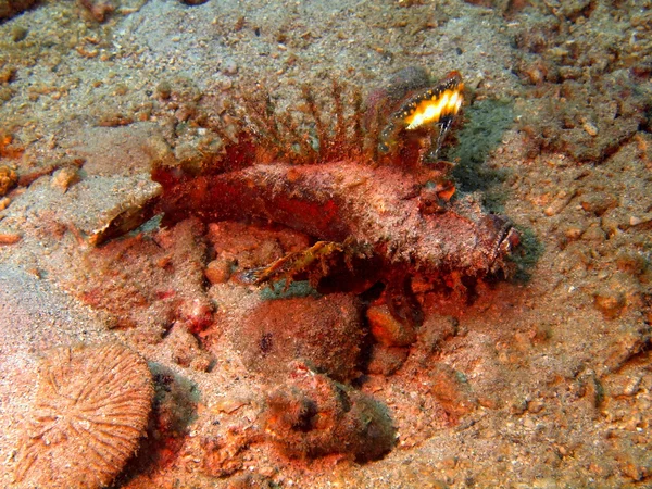 Scorpionfish, Wietnam, nha trang — Zdjęcie stockowe