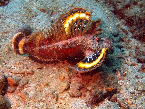 Scorpionfish, Vietnam, Nha Trang — Stock Photo, Image