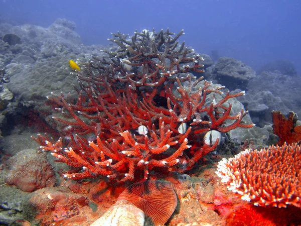 Coral de pedra, Vietname, Nha Trang — Fotografia de Stock