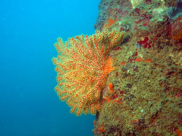 Gorgone coral, Vietnam, Nha Trang — Stock Photo, Image