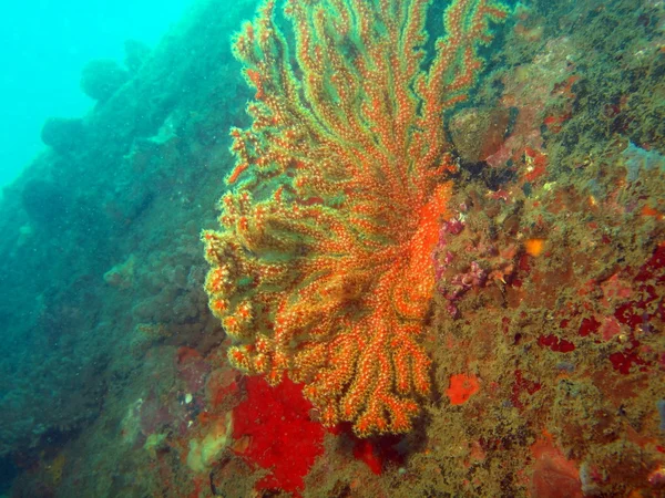 Gorgone 珊瑚，越南芽庄 — 图库照片