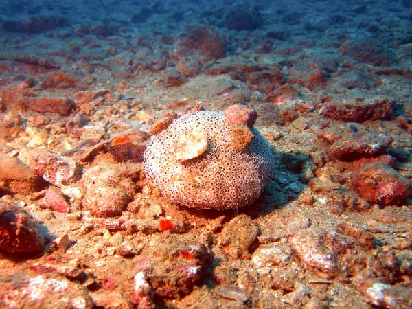 Seeigel, Vietnam, nha trang — Stockfoto