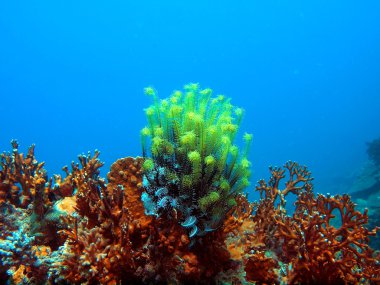 Deniz lily, vietnam, nha trang