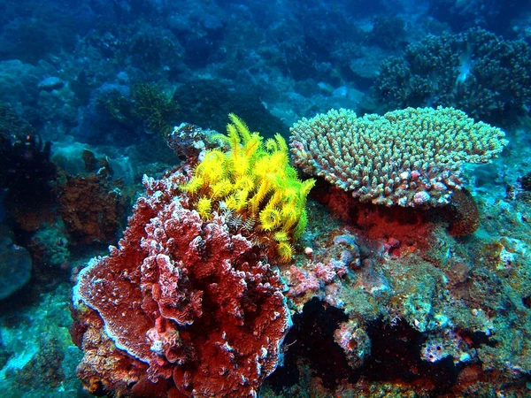 Deniz lily, vietnam, nha trang — Stok fotoğraf