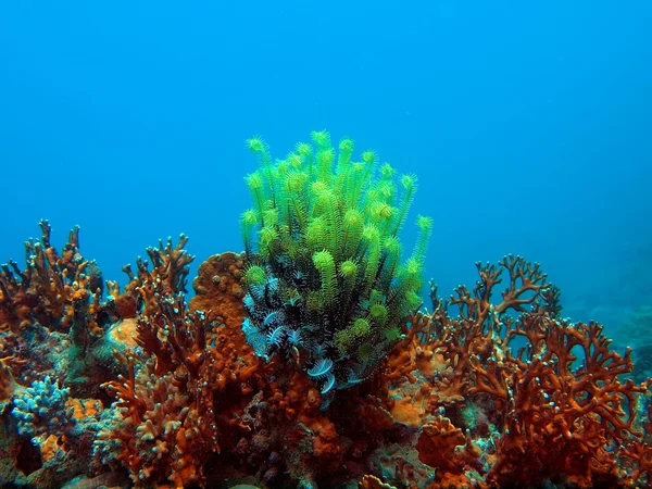 Lys de mer, Vietnam, Nha Trang — Photo