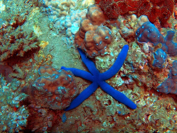 Starfish, Vietname, Nha Trang — Fotografia de Stock