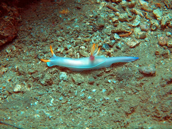 Море слимаки Південно-Китайського моря — стокове фото