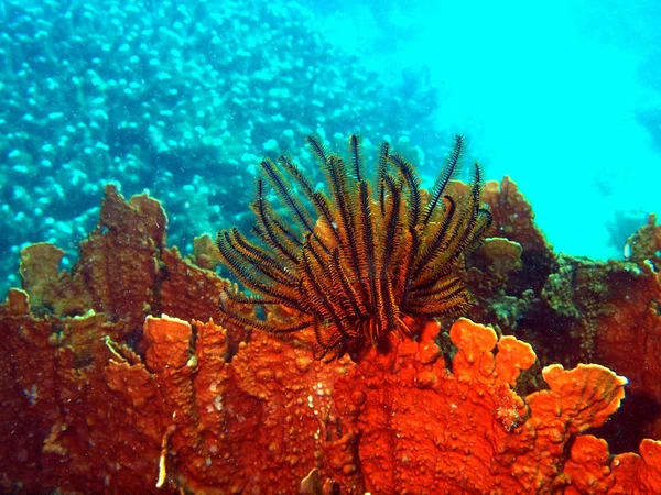 Sea lily, Vietnam, Nha Trang — Stock fotografie