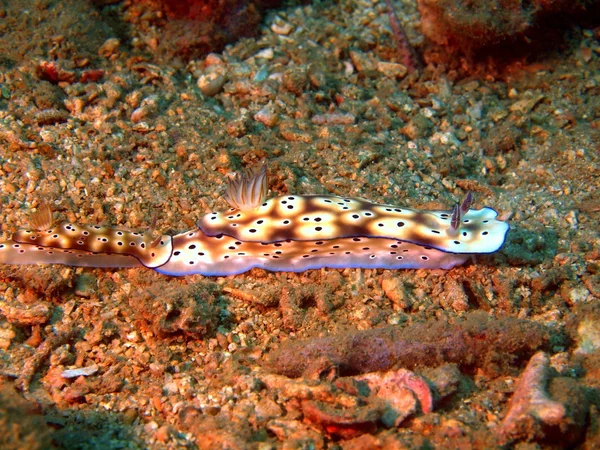 Limaces marines de la mer de Chine méridionale — Photo