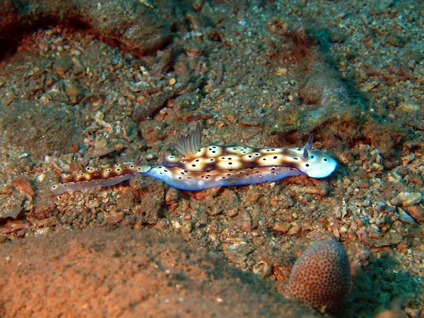 Sea slugs of the South-Chinese sea — Stock Photo, Image