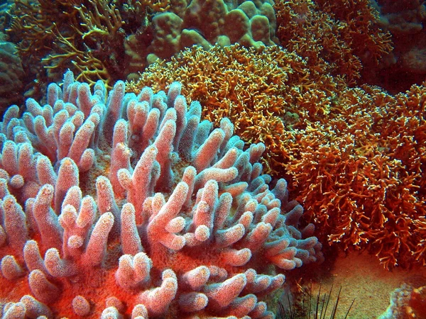 Corallo molle, Vietnam — Foto Stock