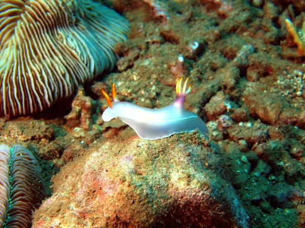 Lumache di mare del Mar Cinese Meridionale — Foto Stock