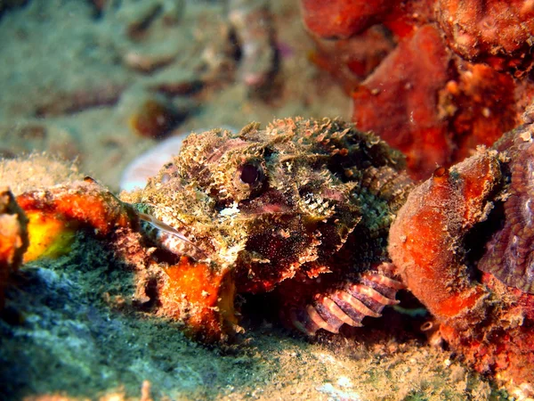 Scorpionfish, Vietnam — Stock Photo, Image