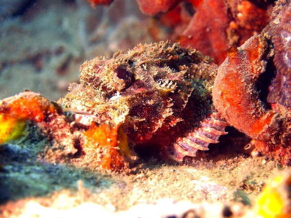 Scorpionfish, Vietnam — Stock Photo, Image