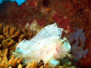 Balık-kurbağa beyaz renk, vietnam