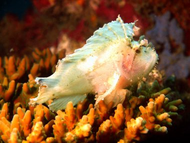 Balık-kurbağa beyaz renk, vietnam