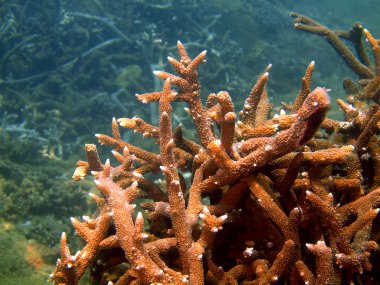 taş mercan, vietnam