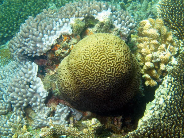 Coral de pedra, Vietname — Fotografia de Stock