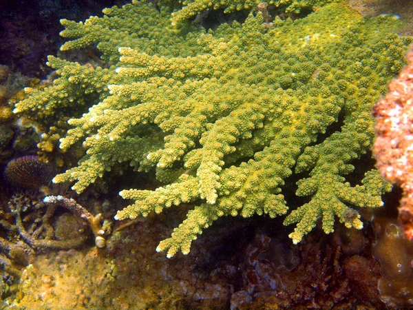 Stone coral, Vietnam — Stock Photo, Image