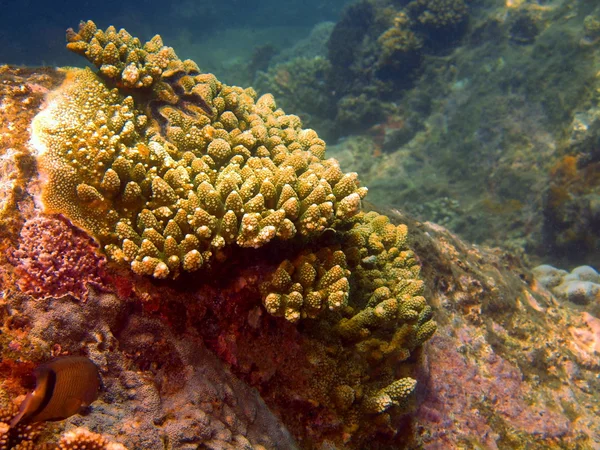 Coral de pedra, Vietname — Fotografia de Stock