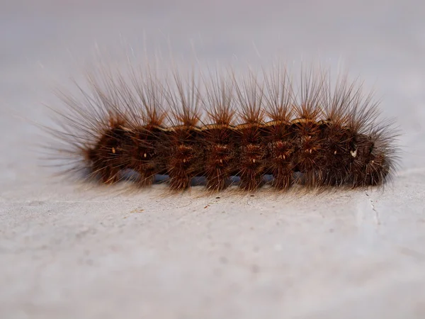 Lagarta da borboleta tropical, Vietname — Fotografia de Stock