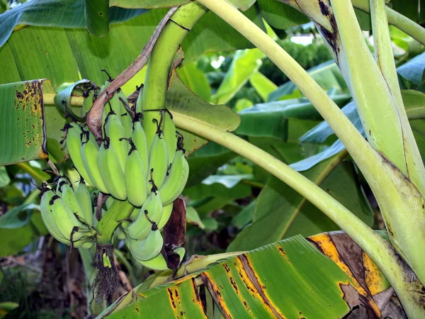 Fruto de un árbol tropical, plátano —  Fotos de Stock