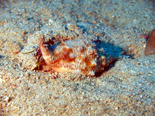 Gastropoda yumuşakça, vietnam — Stok fotoğraf