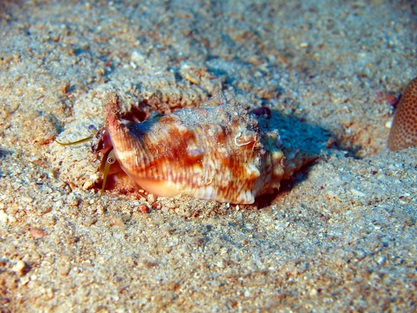 Mollusken, vietnam — Stockfoto