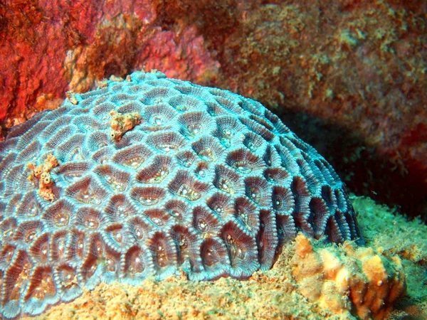 Stone coral, Vietnam — Stock Photo, Image