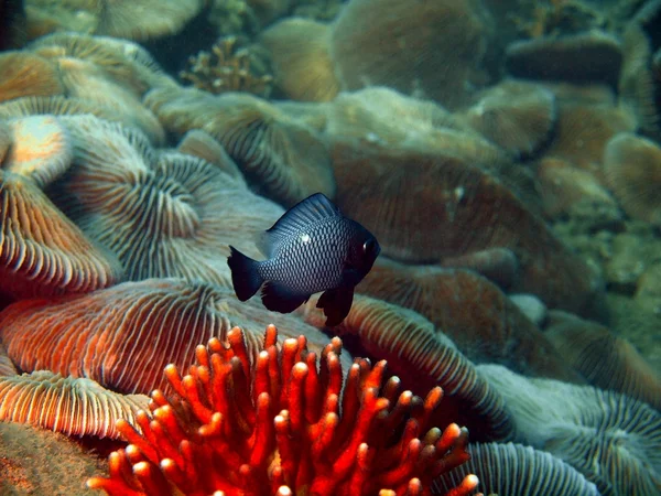 サンゴ礁の魚たち、ベトナム — ストック写真