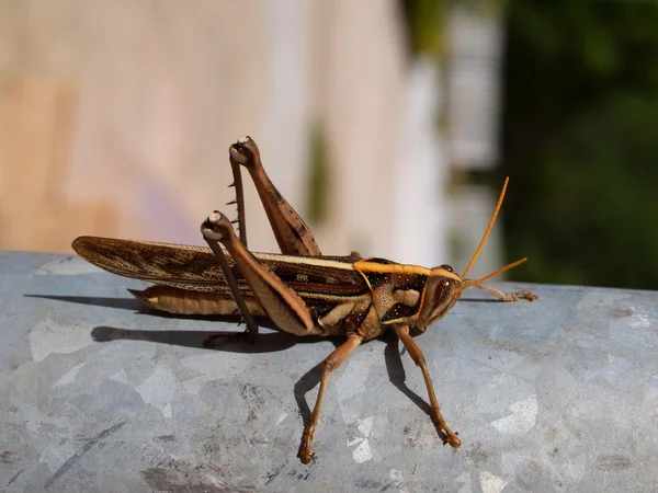 Tropical grasshopper, Vietnam — Stock Photo, Image