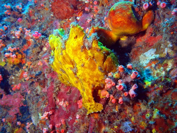 Rana di pesce di colore giallo, Vietnam — Foto Stock