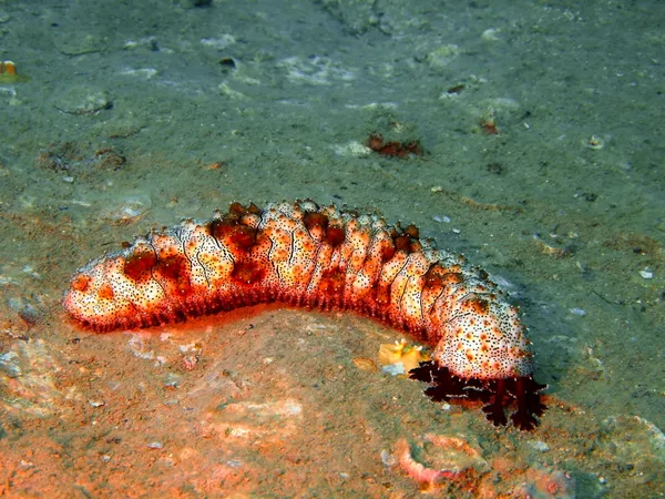 Sea cucumber, Vietnam