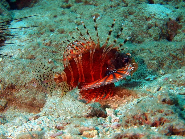 Scorpionfish, Wietnam — Zdjęcie stockowe