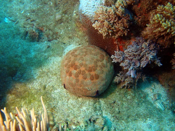 Estrella de mar, Vietnam — Foto de Stock