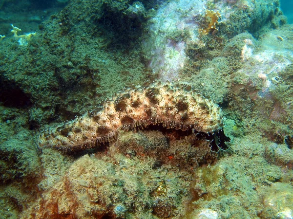 Cetriolo di mare, Vietnam — Foto Stock