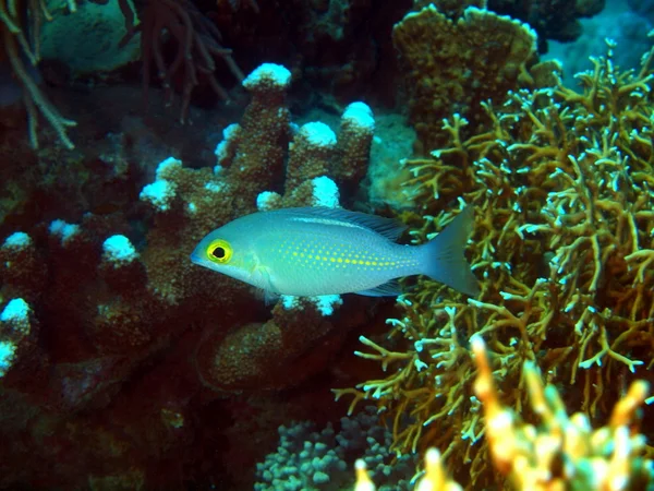 Korallenfische, Vietnam — Stockfoto