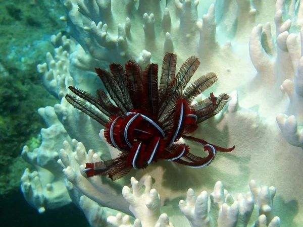 Sea lily, Vietnam — Stock Photo, Image