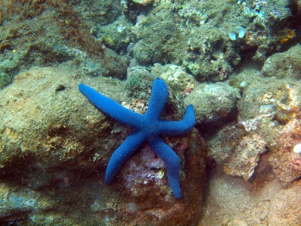 Starfish, Vietname — Fotografia de Stock