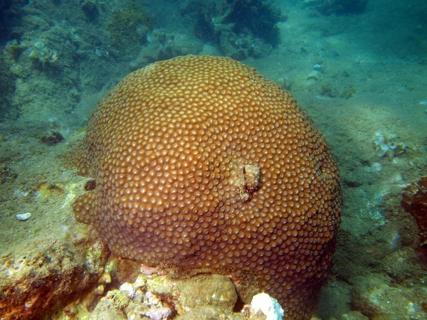 Камінь coral, В'єтнам — стокове фото