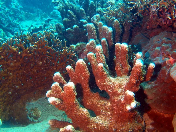 石珊瑚、ベトナム — ストック写真