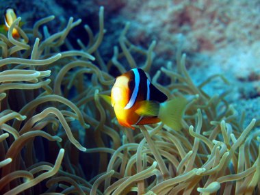 Balık-palyaço, vietnam