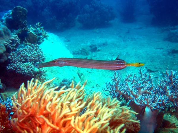 Coral fish, Vietnam — Stock Photo, Image