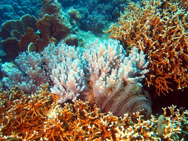 Coral mole, Vietname — Fotografia de Stock