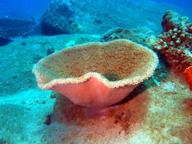 taş mercan, vietnam