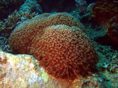 yumuşak mercan, vietnam