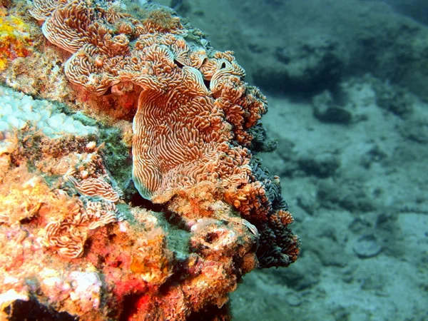 Stone coral, Vietnam — Stock Photo, Image