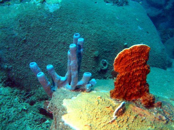 Güney Çin Denizi'nin süngerler