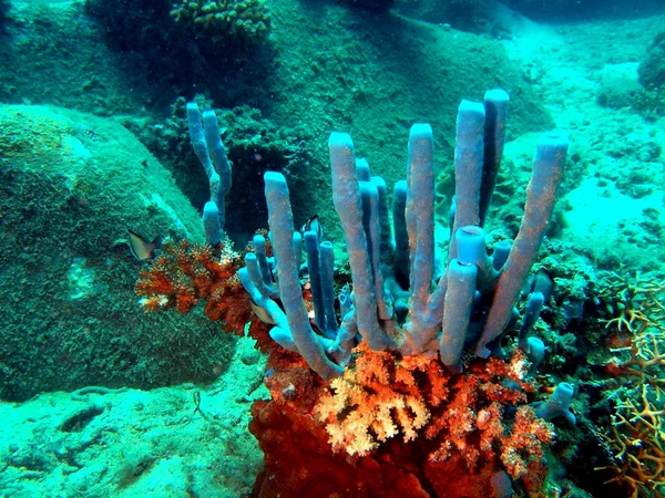 Esponjas del mar del sur de China — Foto de Stock