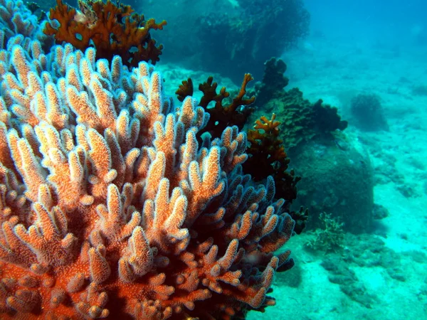 Yumuşak mercan, vietnam — Stok fotoğraf